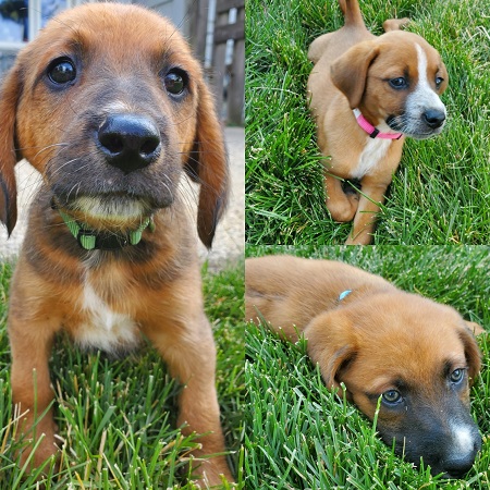 Jess Vavra puppy image