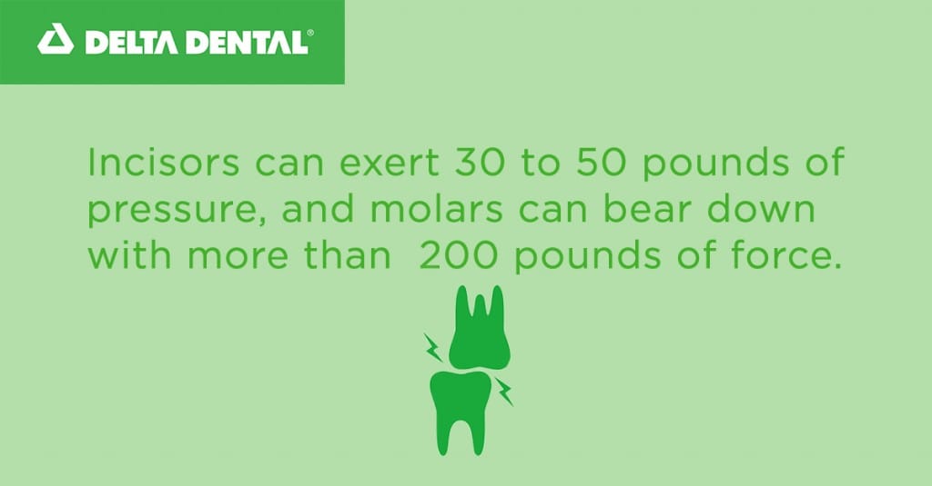 Incisors